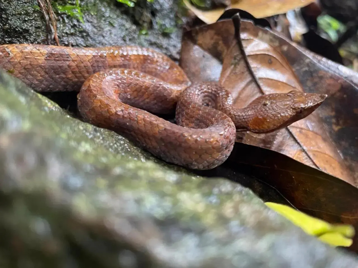 Deniyaya Guest House