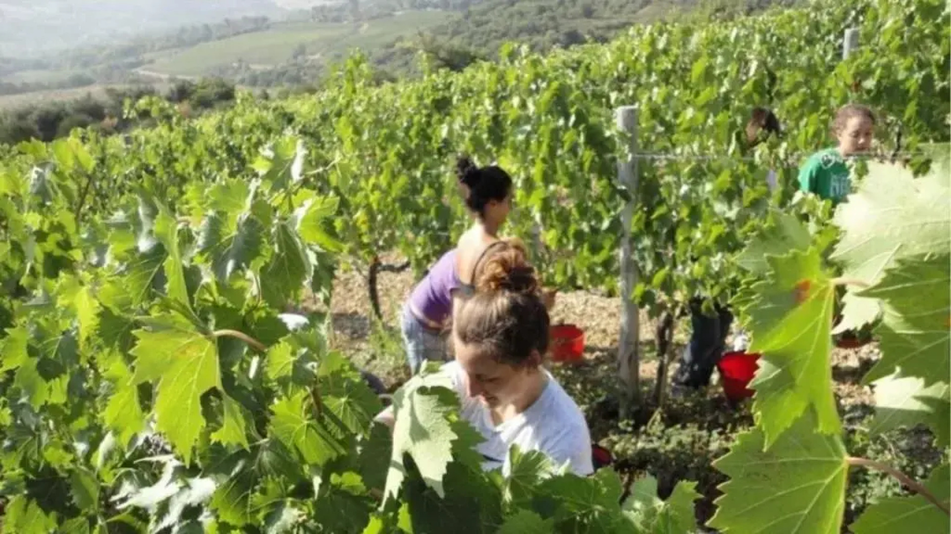 Verdidea - Mulino della Frateria