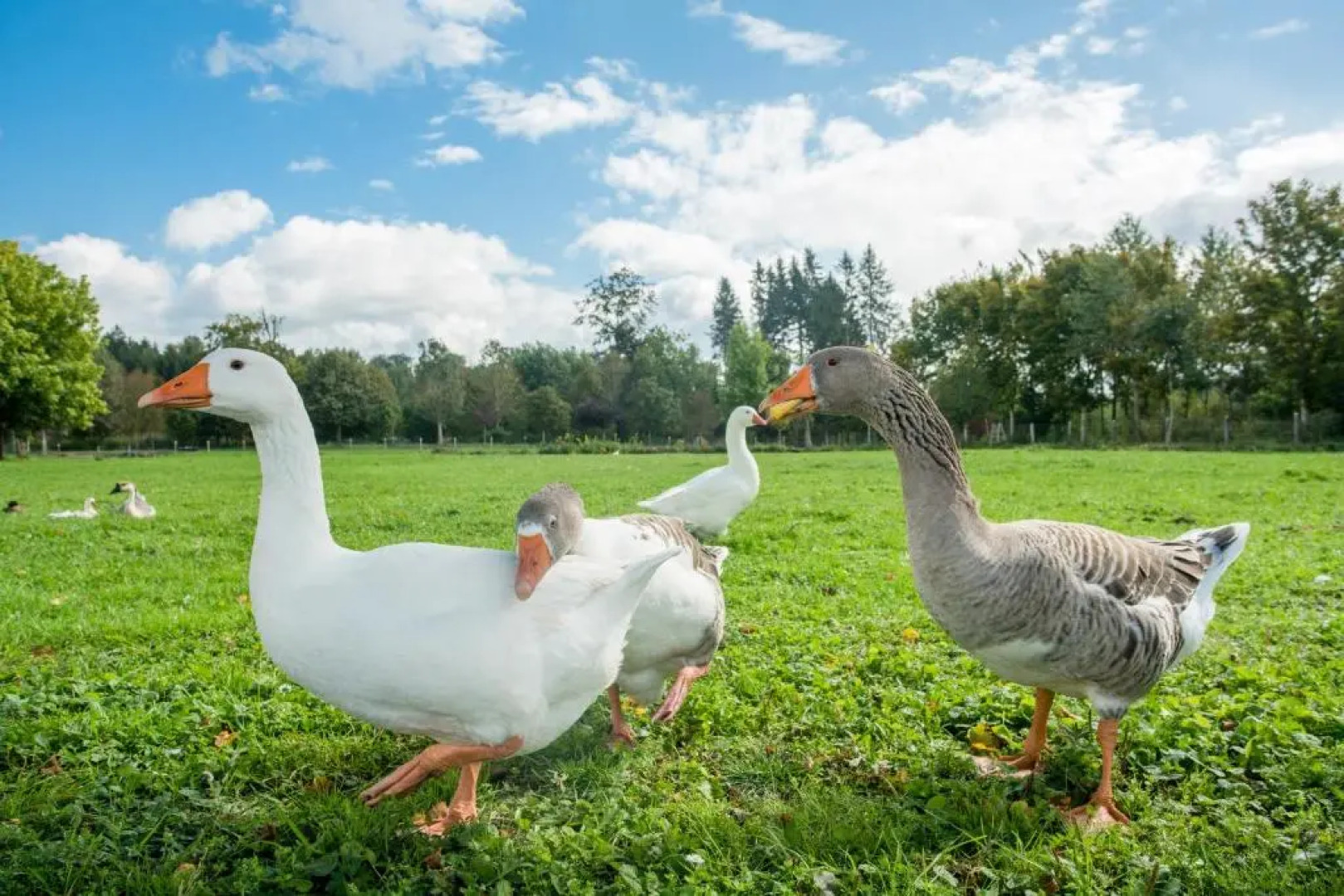 Hotel Hofgut Tiergarten