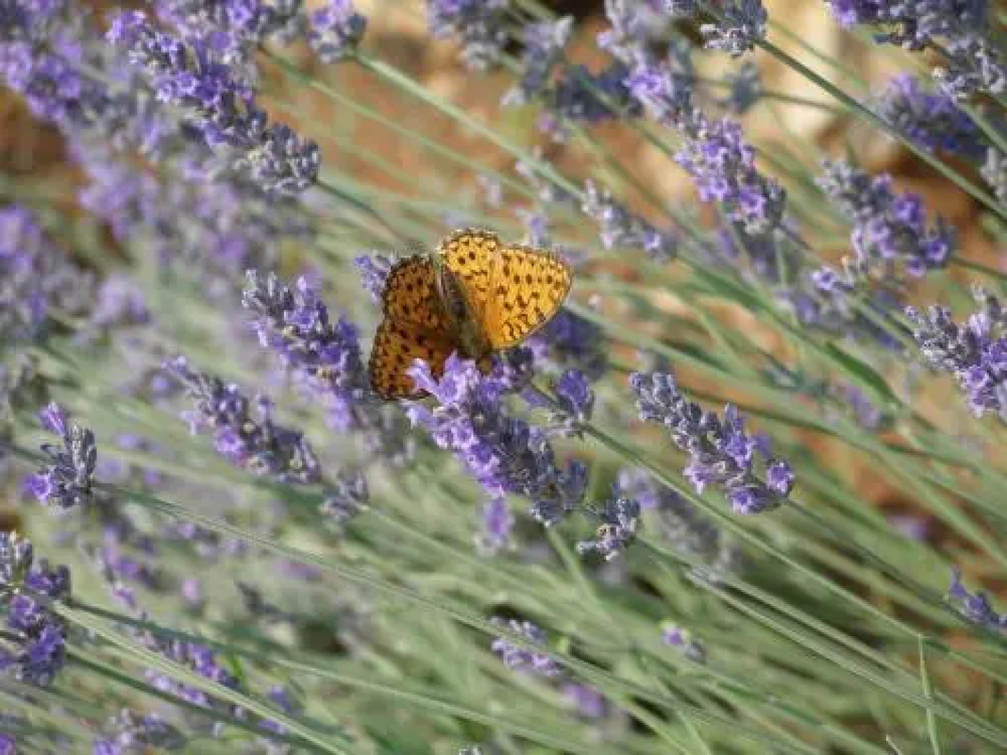 Villa Verbanicum in Vrbnik