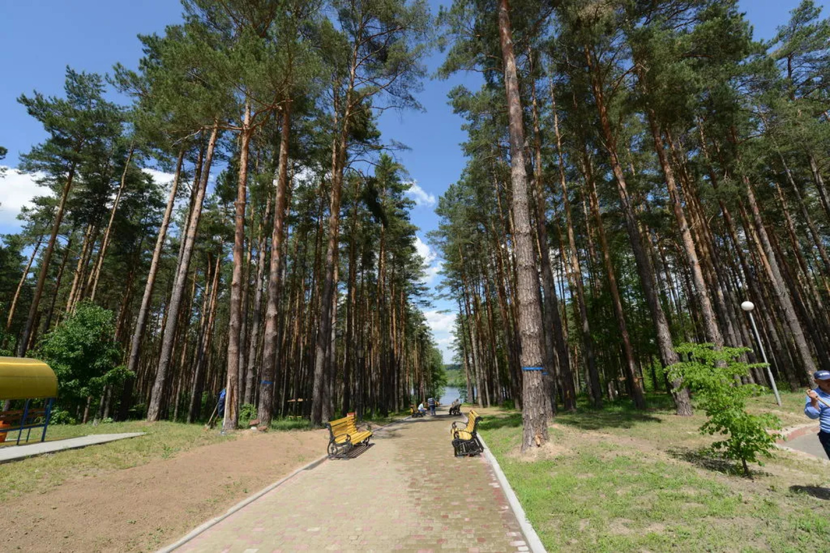 Сосны (Гомельская обл.)