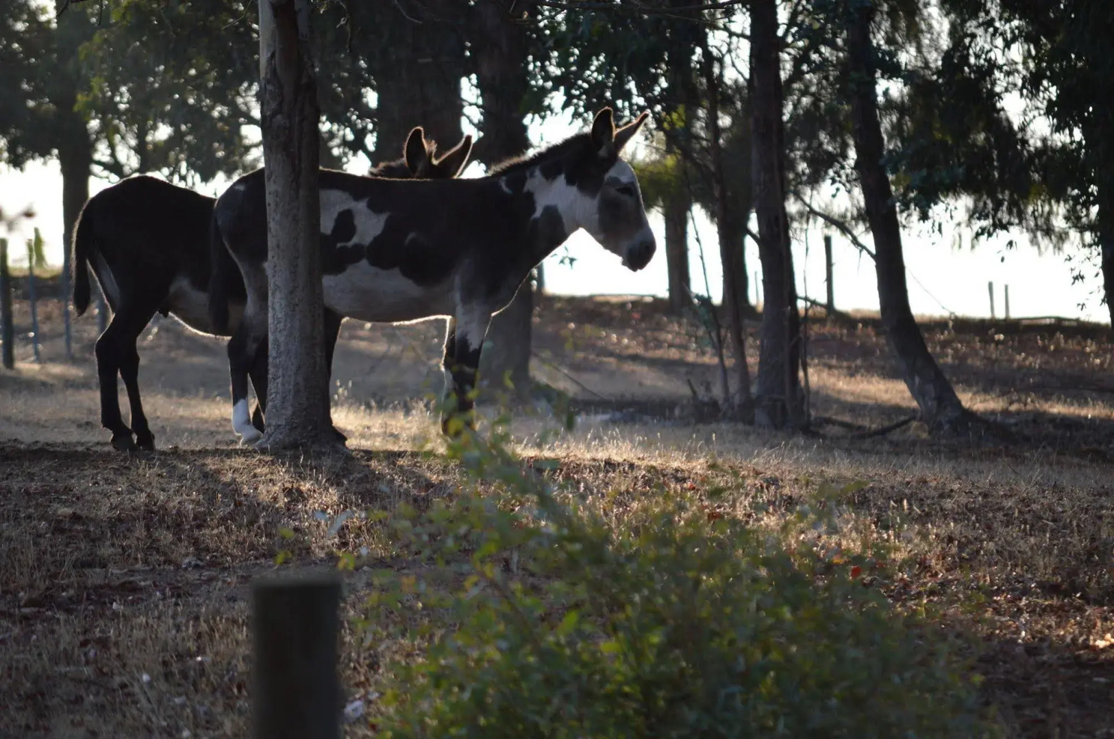 Diamond Forest Farm Stay