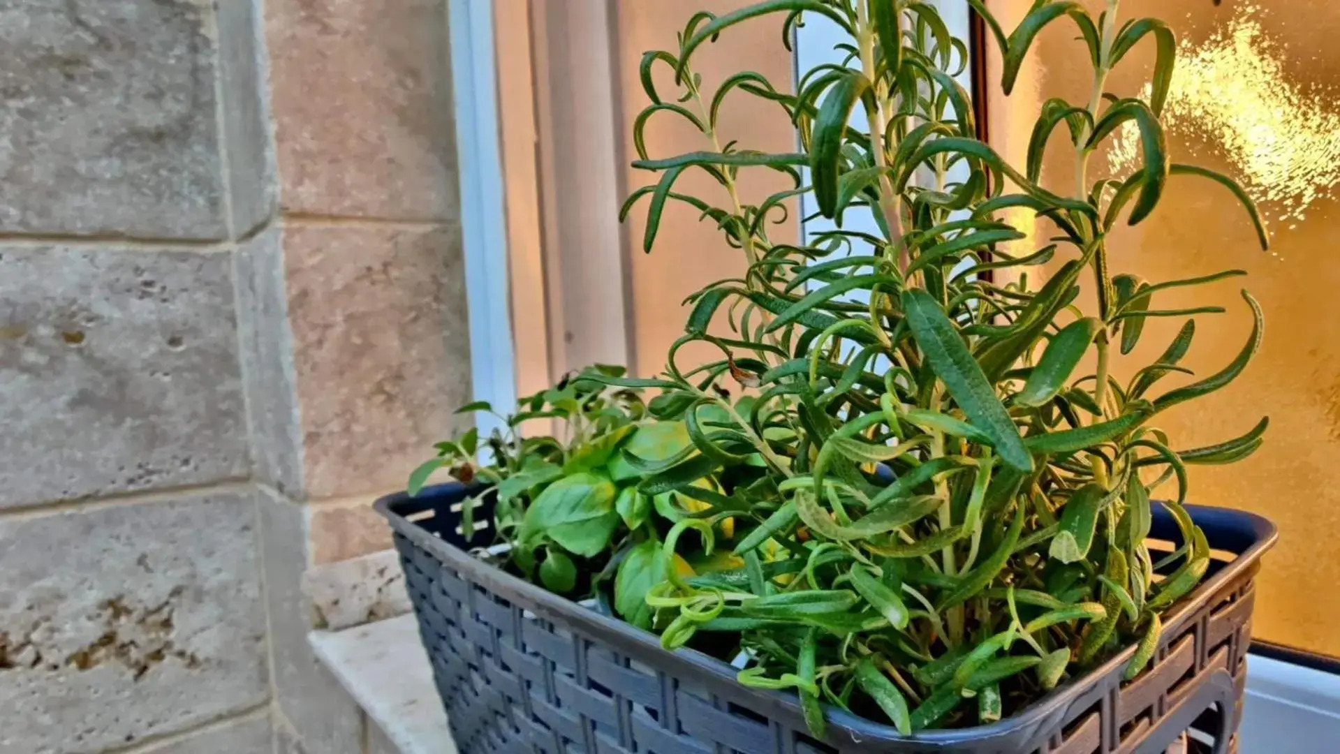 Primrose Boutique Apartment