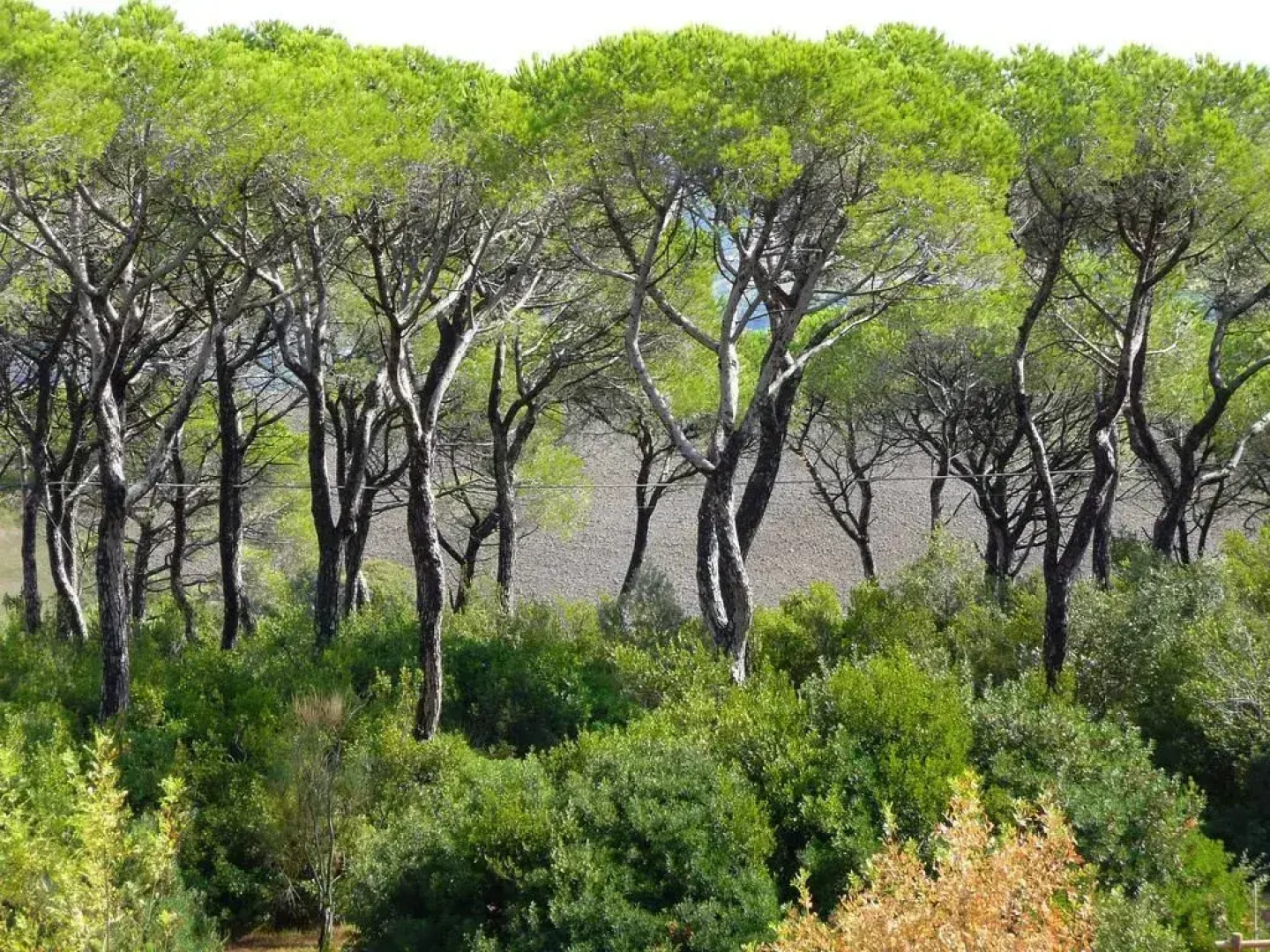 San Giorgio Tosana Apartments