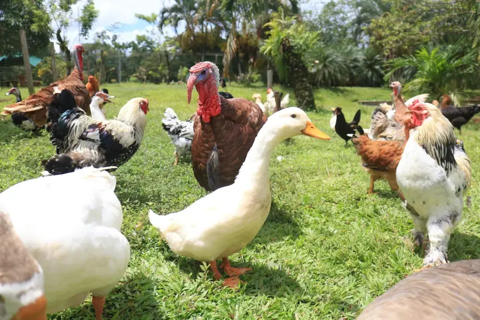 Hotel Sueño Real Rio Celeste