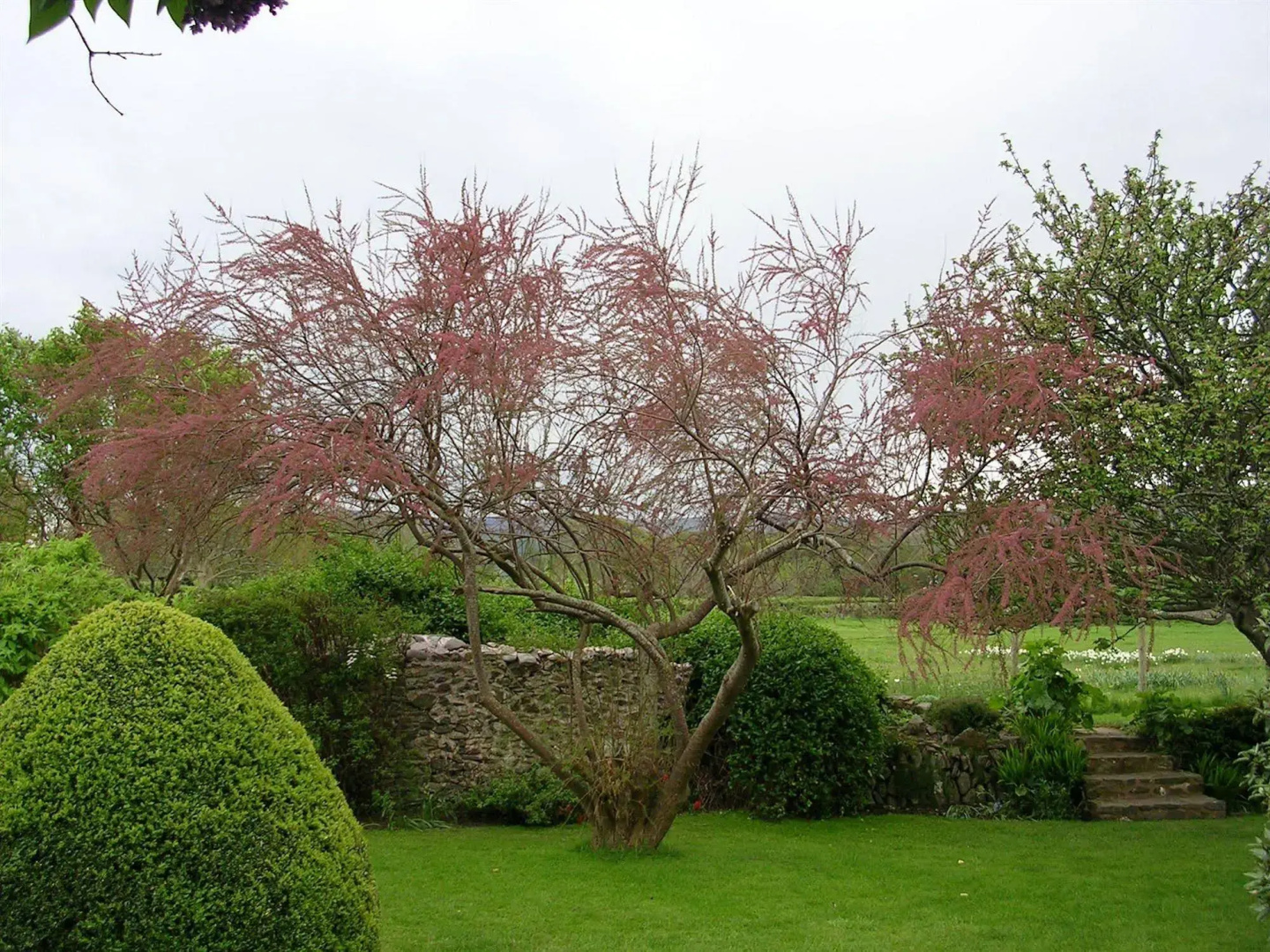 Tudor Cottage