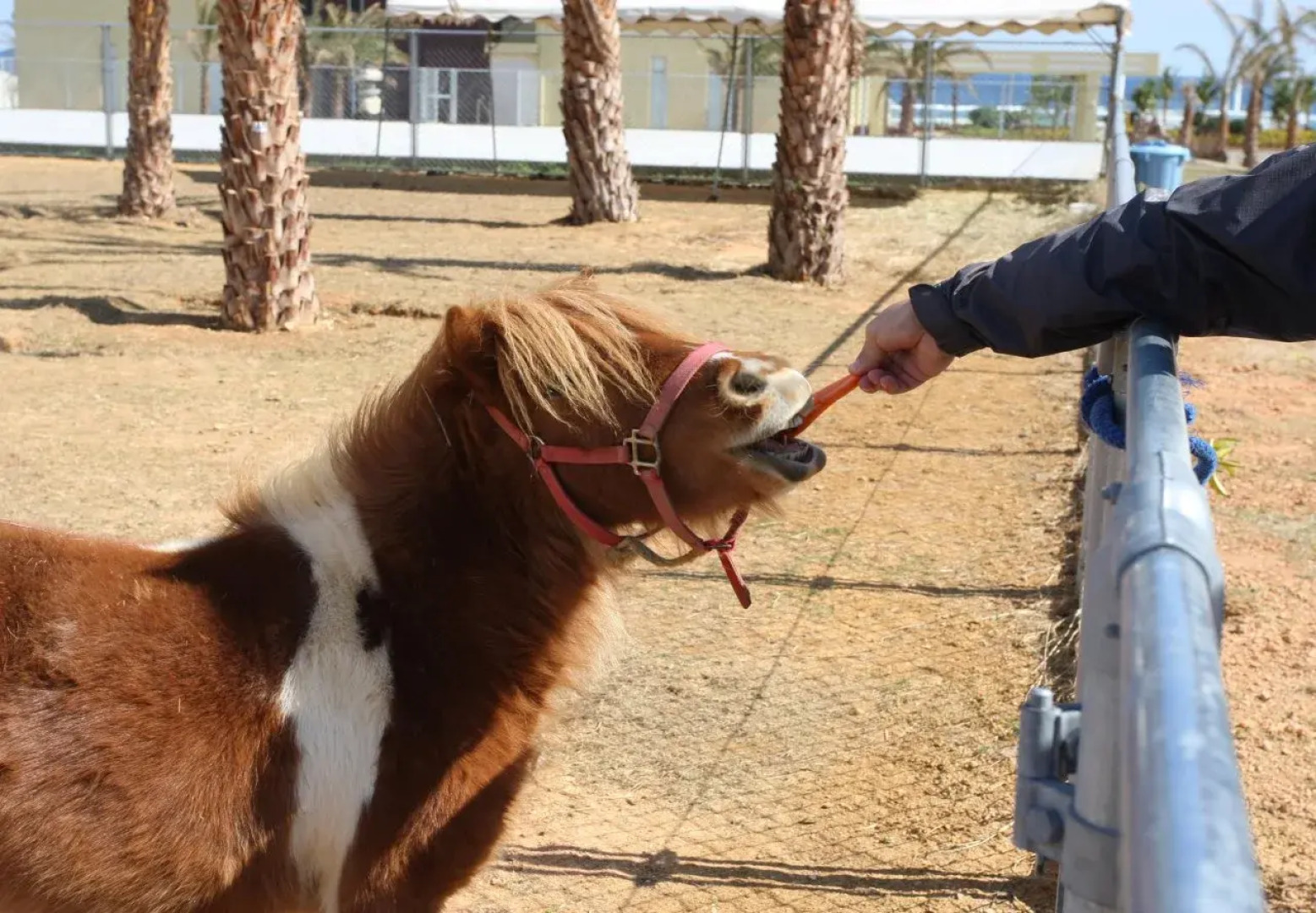 AJ Resort Island Ikeijima