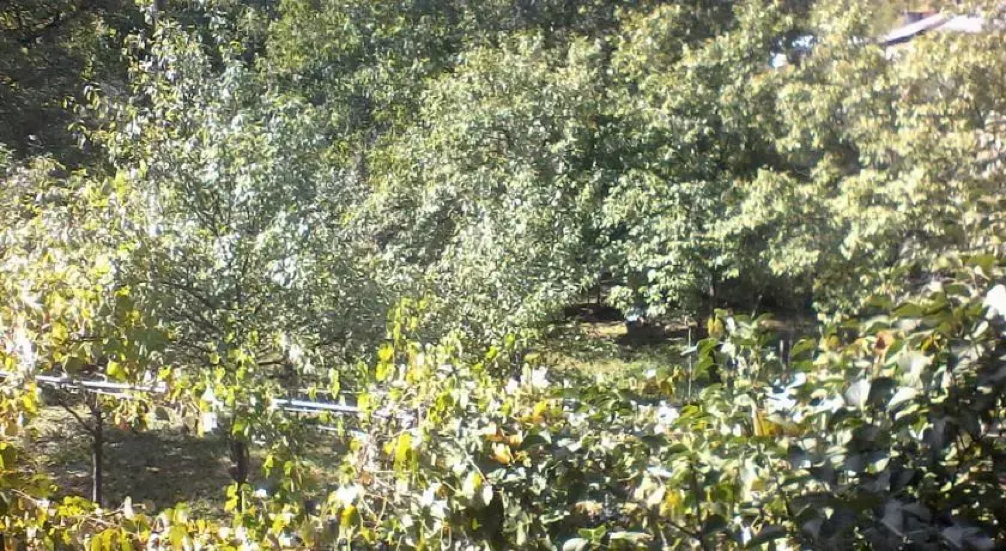 Borjomi Likani Homestay