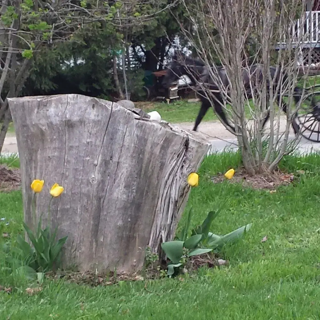 Saugeenview Family Getaway