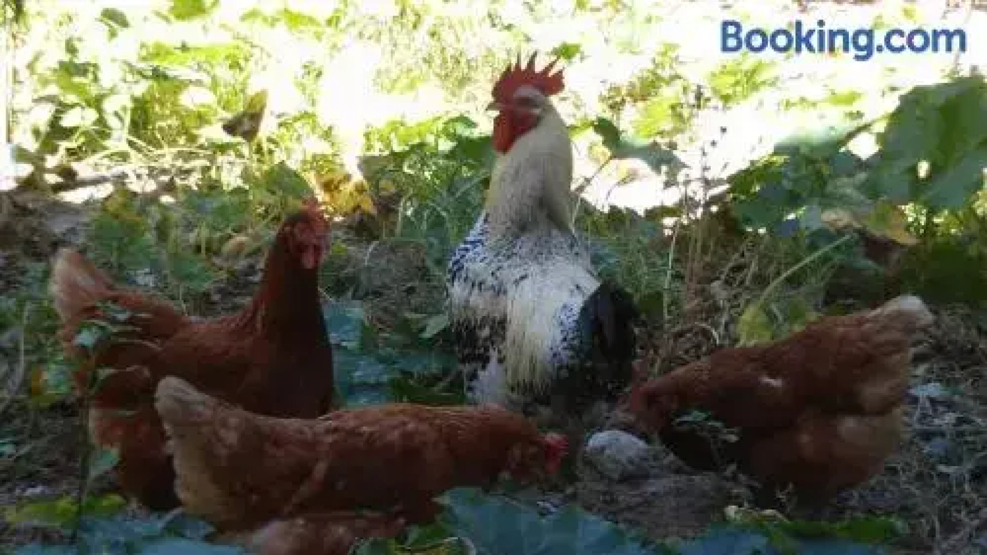 Valencia Grove Villa