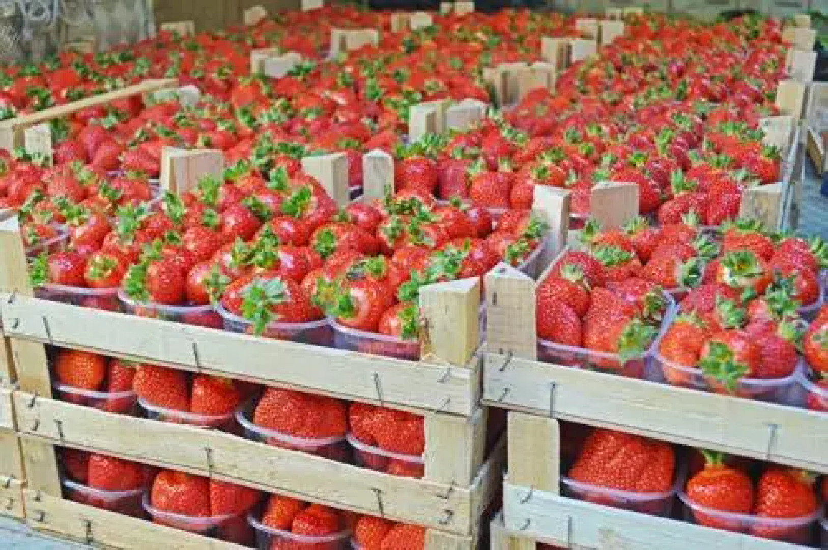 Agriturismo La Ruota