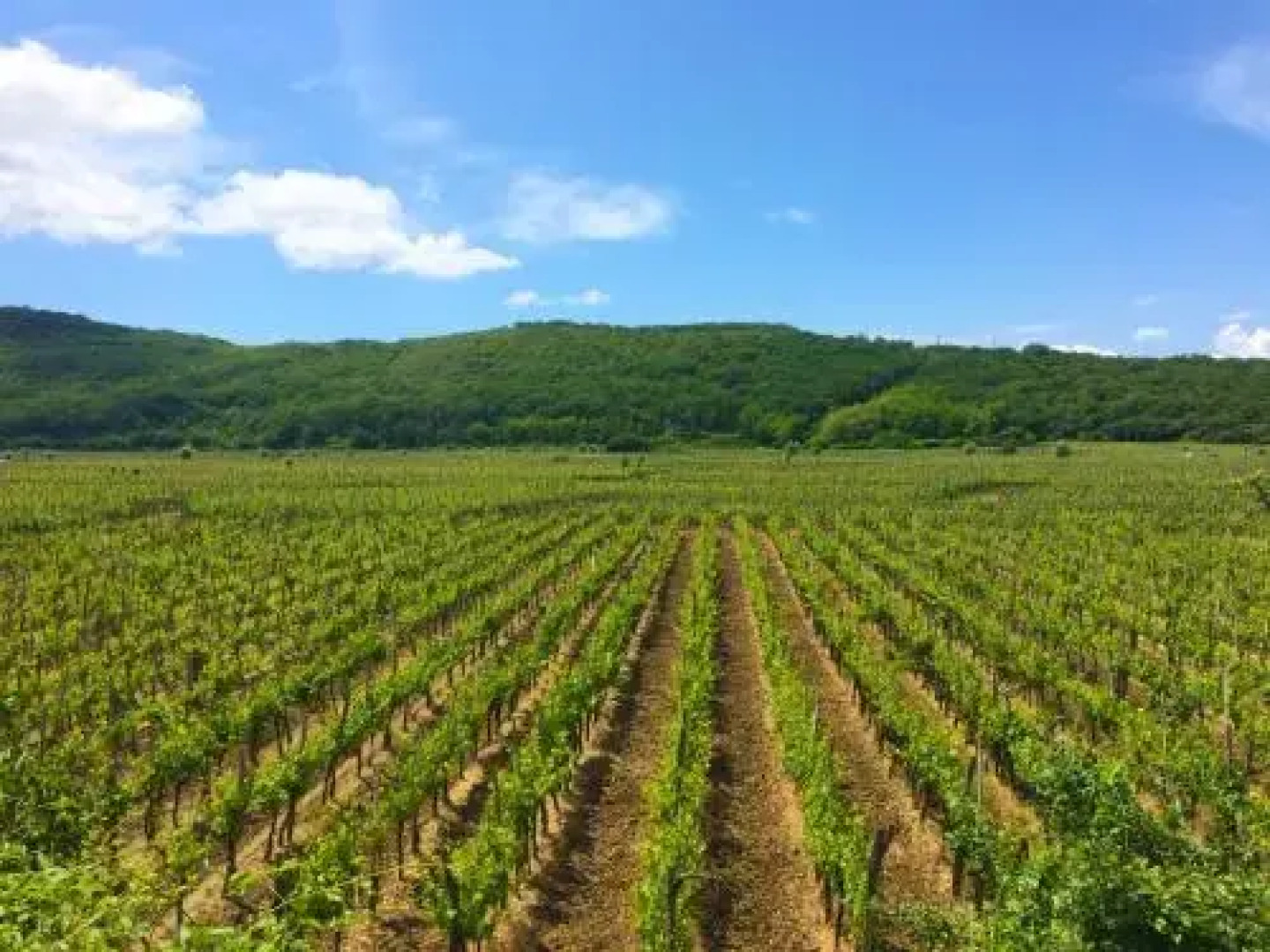 Villa Verbanicum in Vrbnik