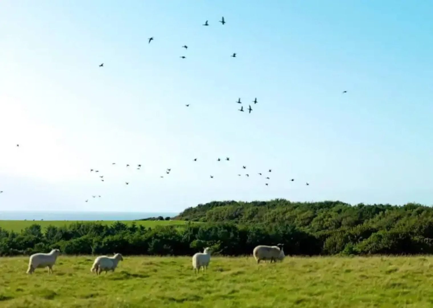 14 'zosma' Bell Tent Glamping Anglesey