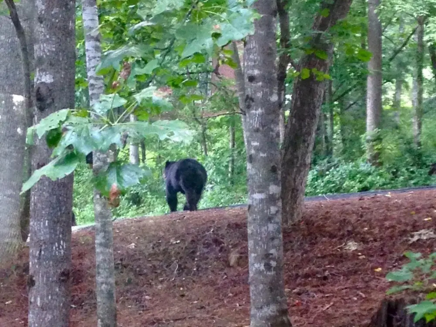 A Mountain Escapade 3 Bedroom Home