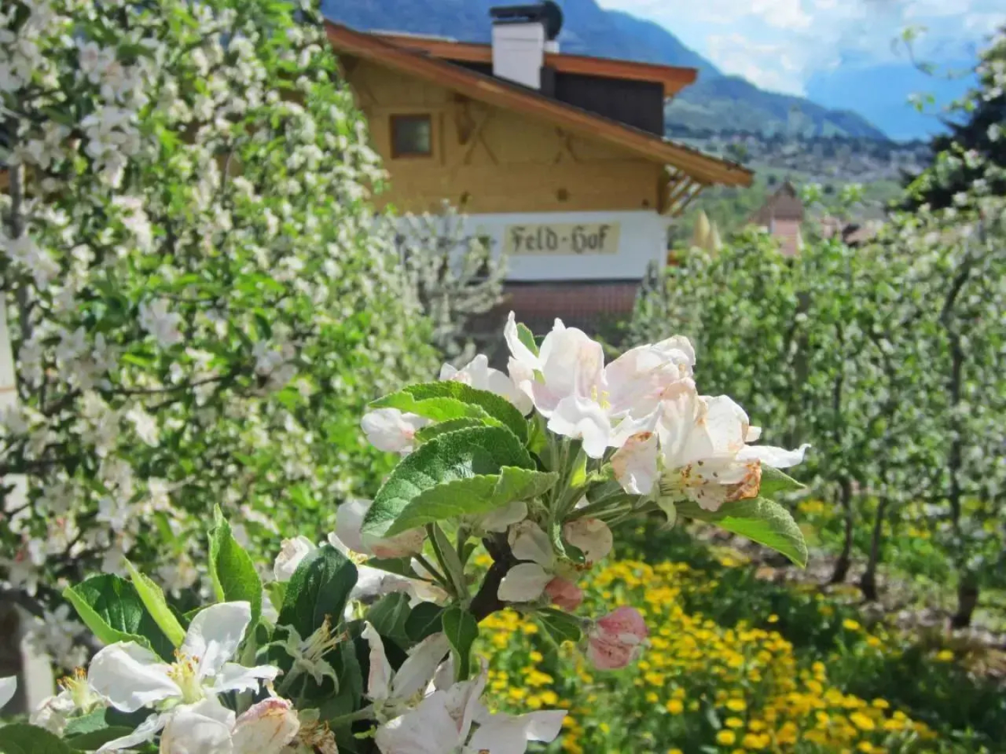 Feld-hof
