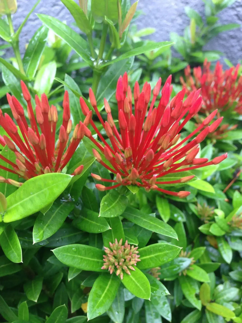 Starlight Hotel Lovina