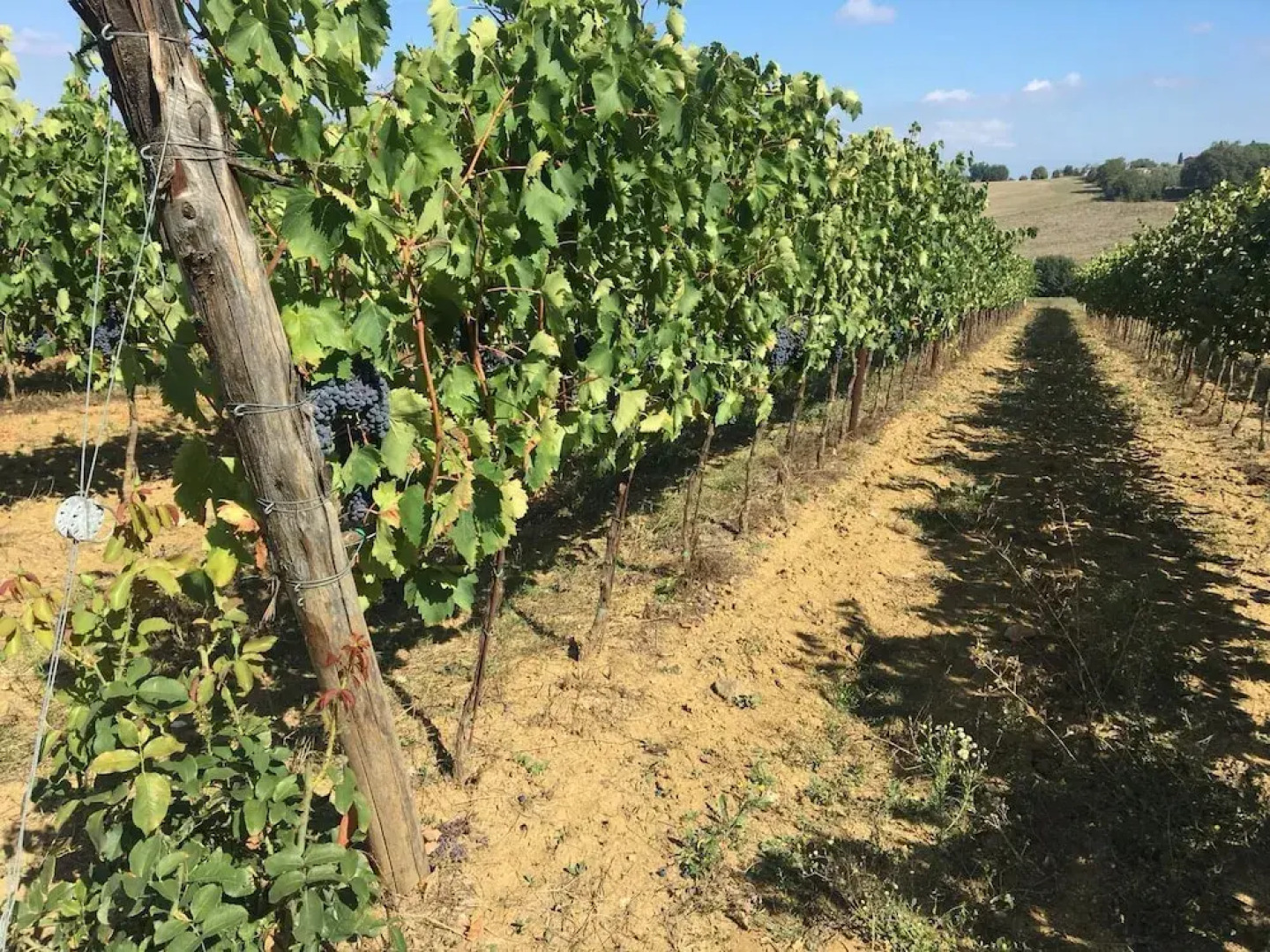 Agriturismo il Querciolo