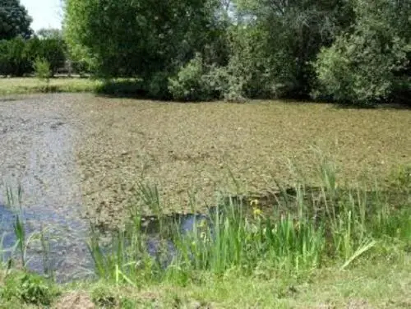 La Grenouillère