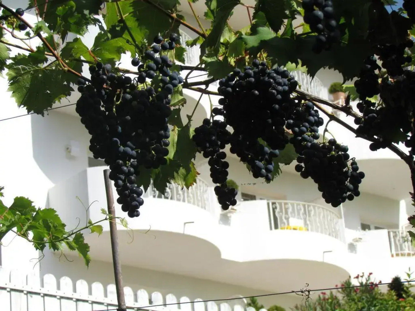 Rosenhotel Maria Theresia