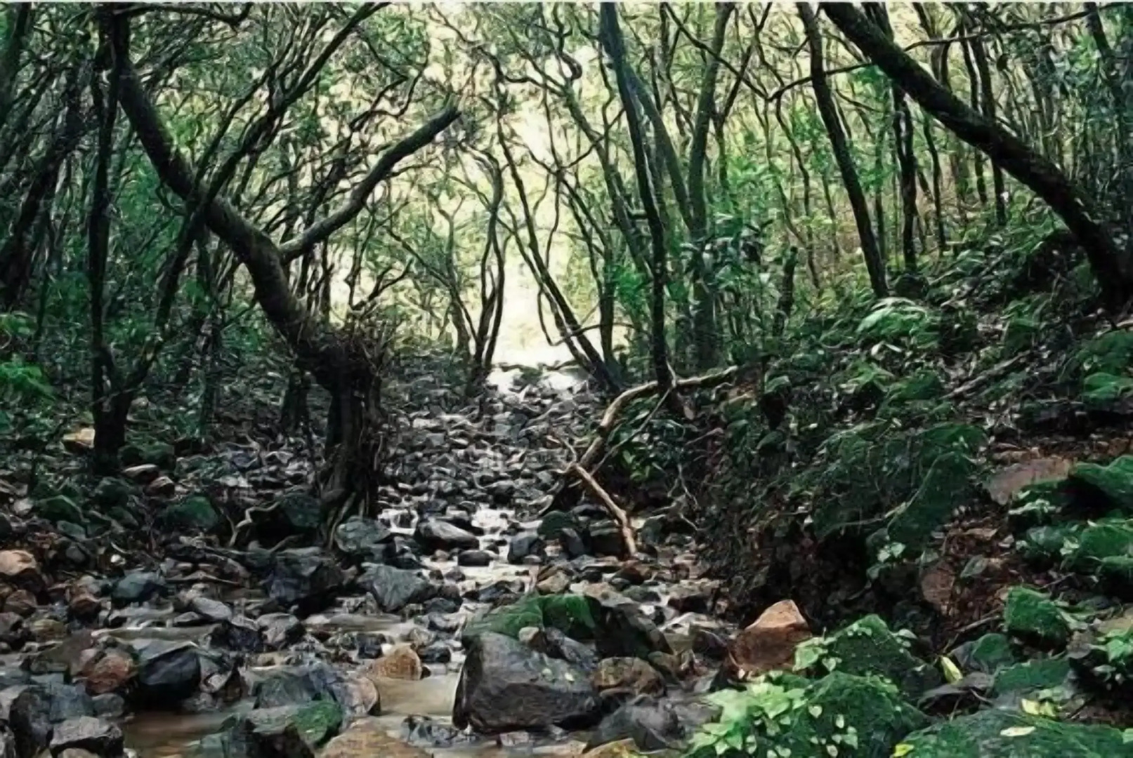 Monsoon Forest