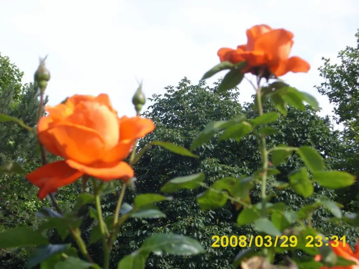 Schökel´s Hotel und Restaurant