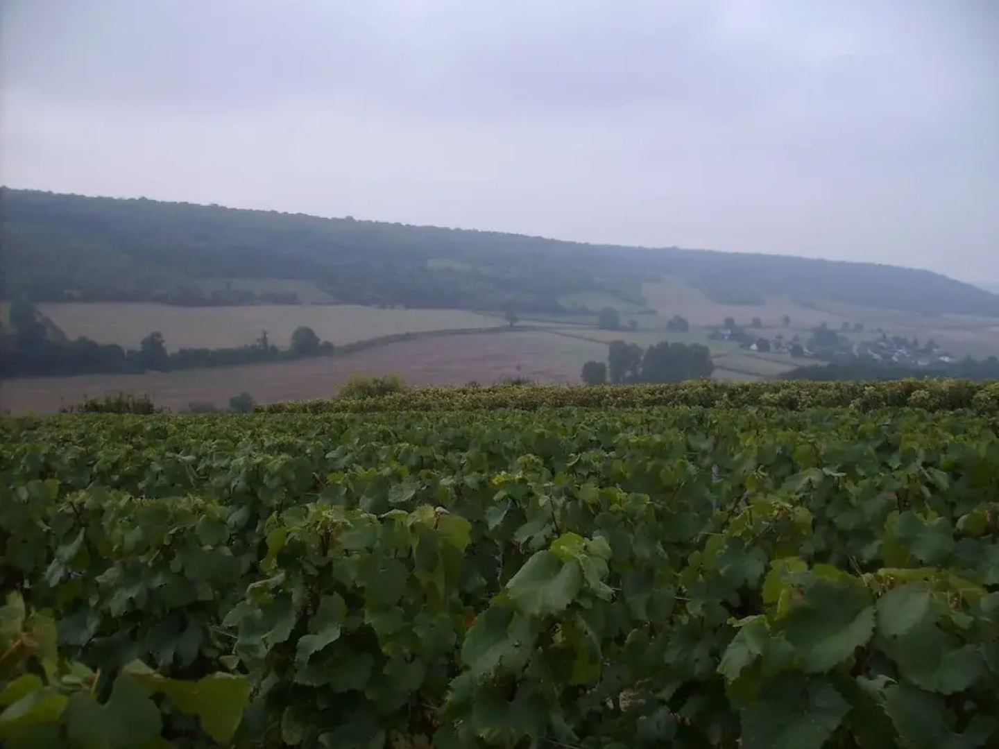 Chambres D'hôtes Champagne Douard