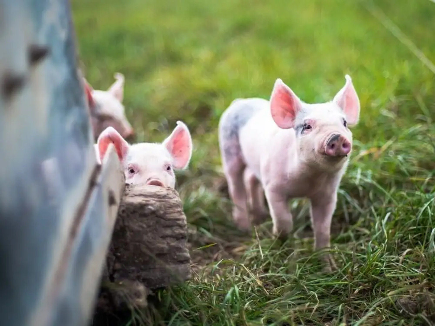 Helen Browning's Royal Oak