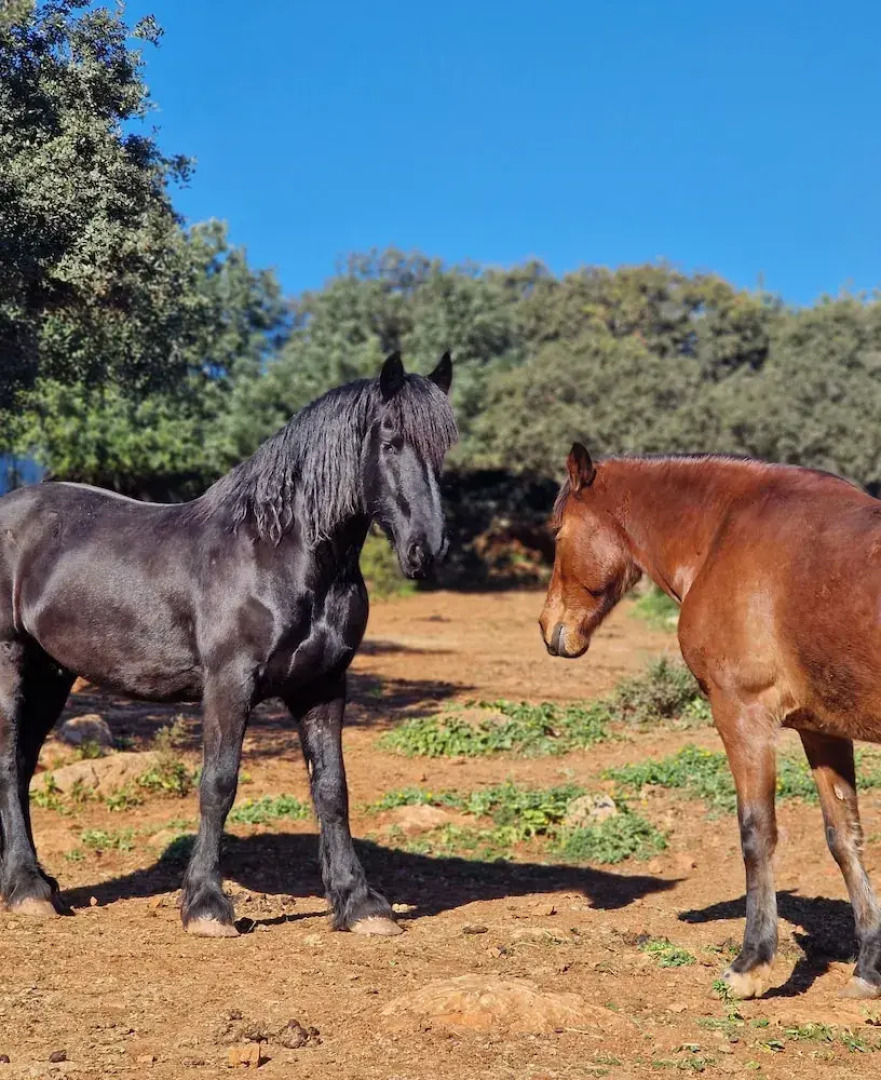 Tiny House Loule Algarve