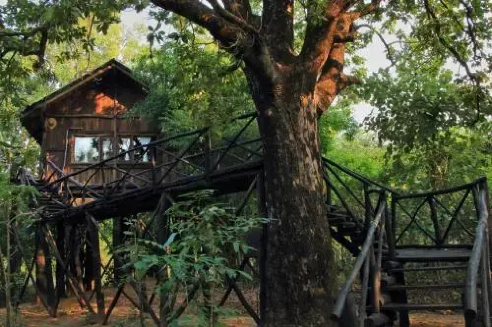 Tree House Hideway Bandhavgarh