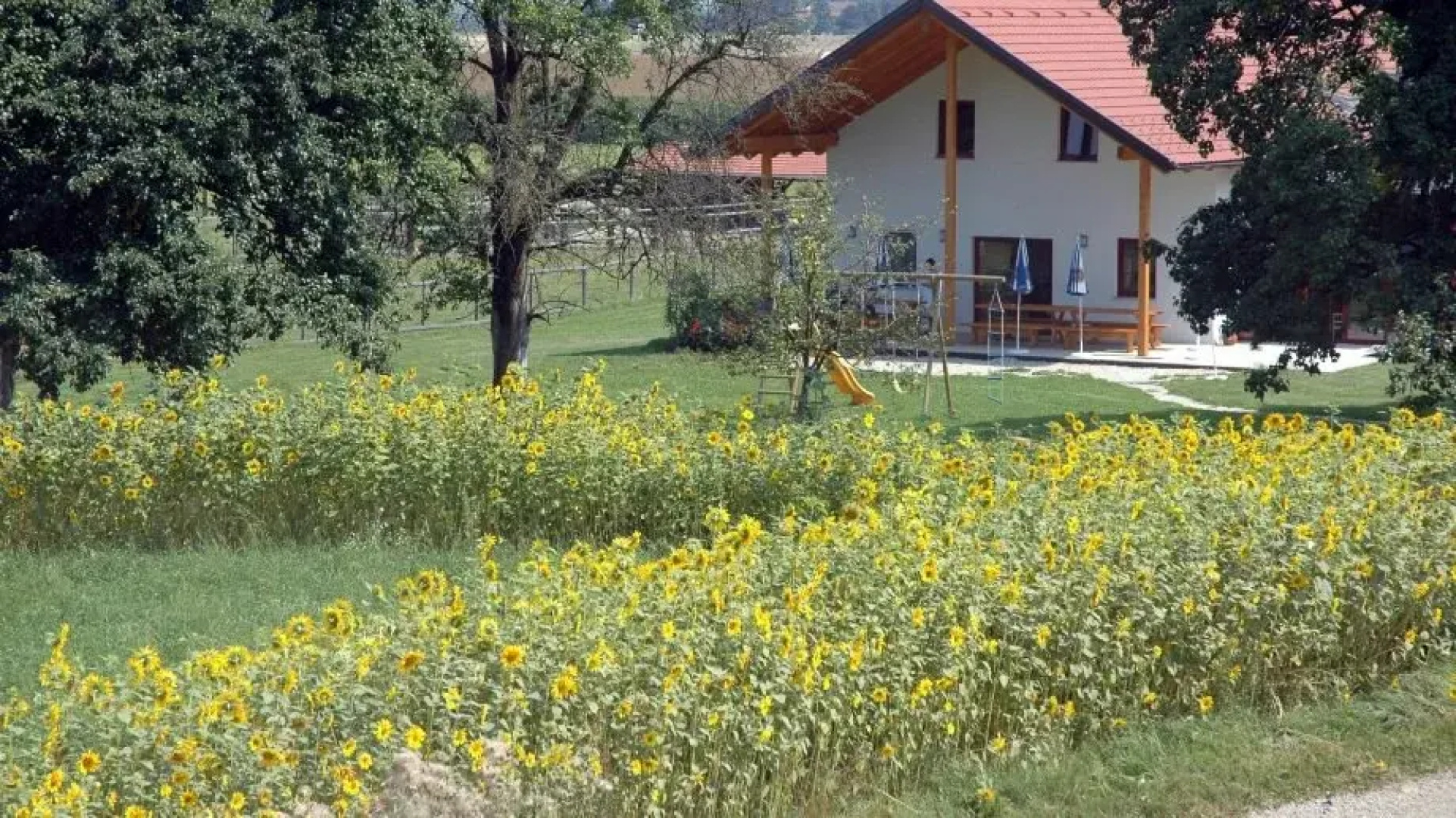 Sonnenblumenhof