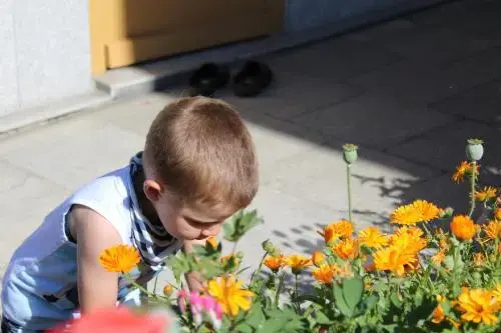 Strickerhof Göttl (Altreichenau) Urlaub auf dem Bauernhof