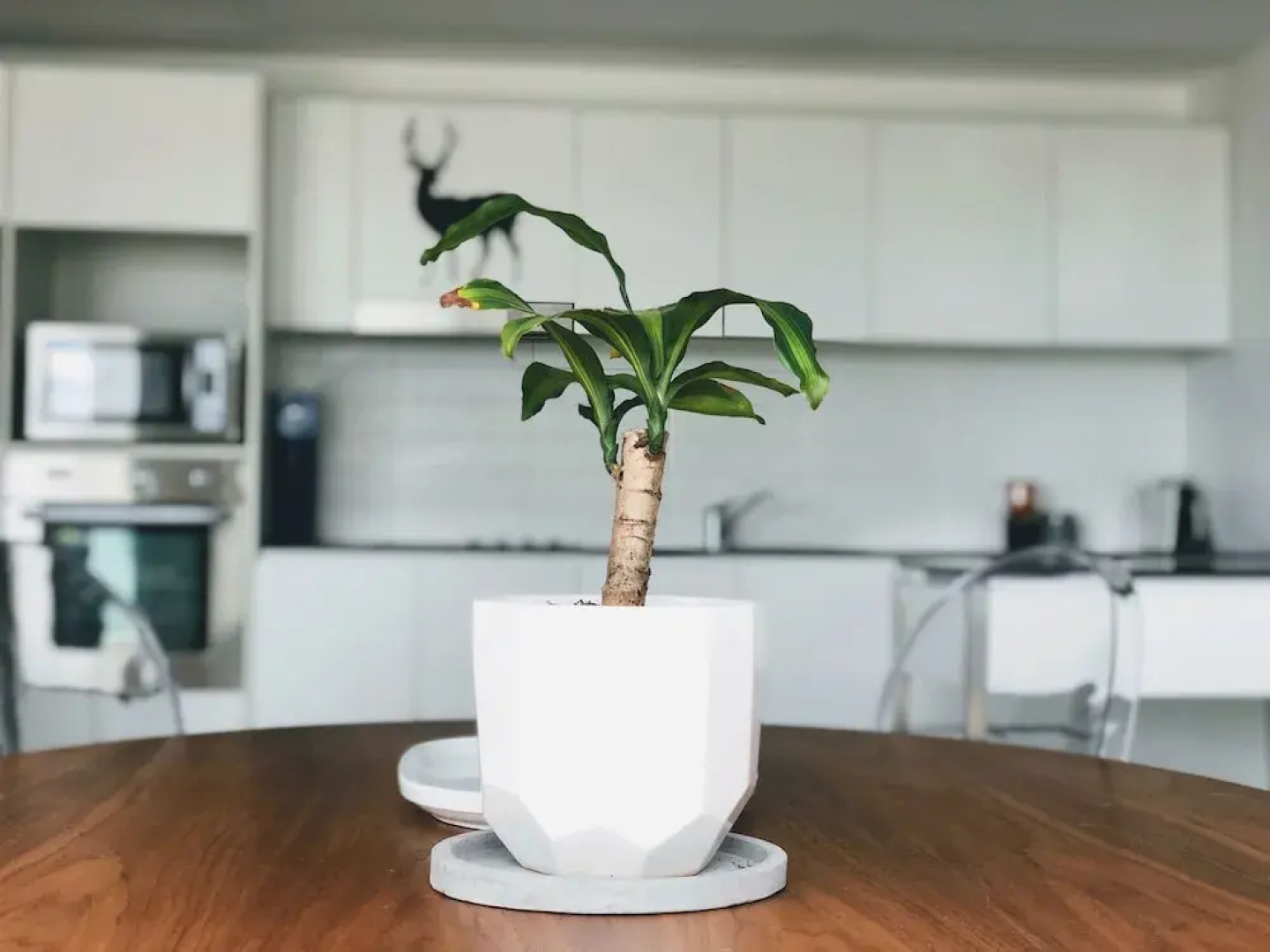 Accommodate Canberra - The Avenue