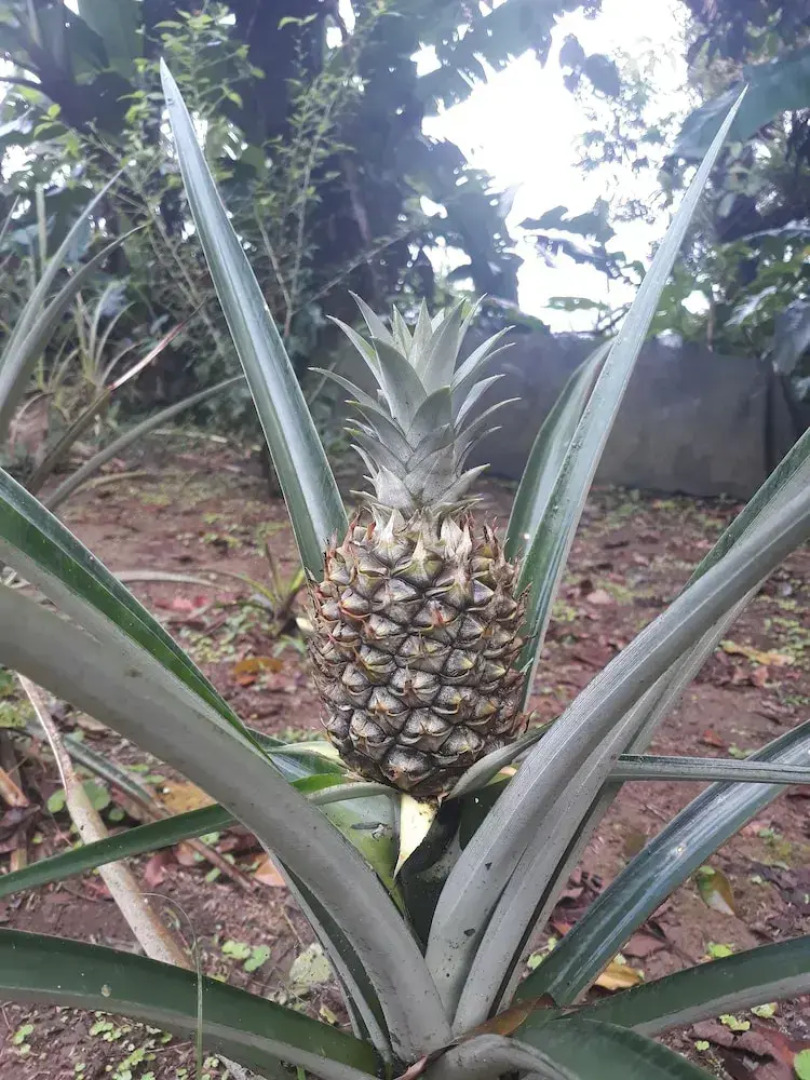 Rio Celeste Family Lodge