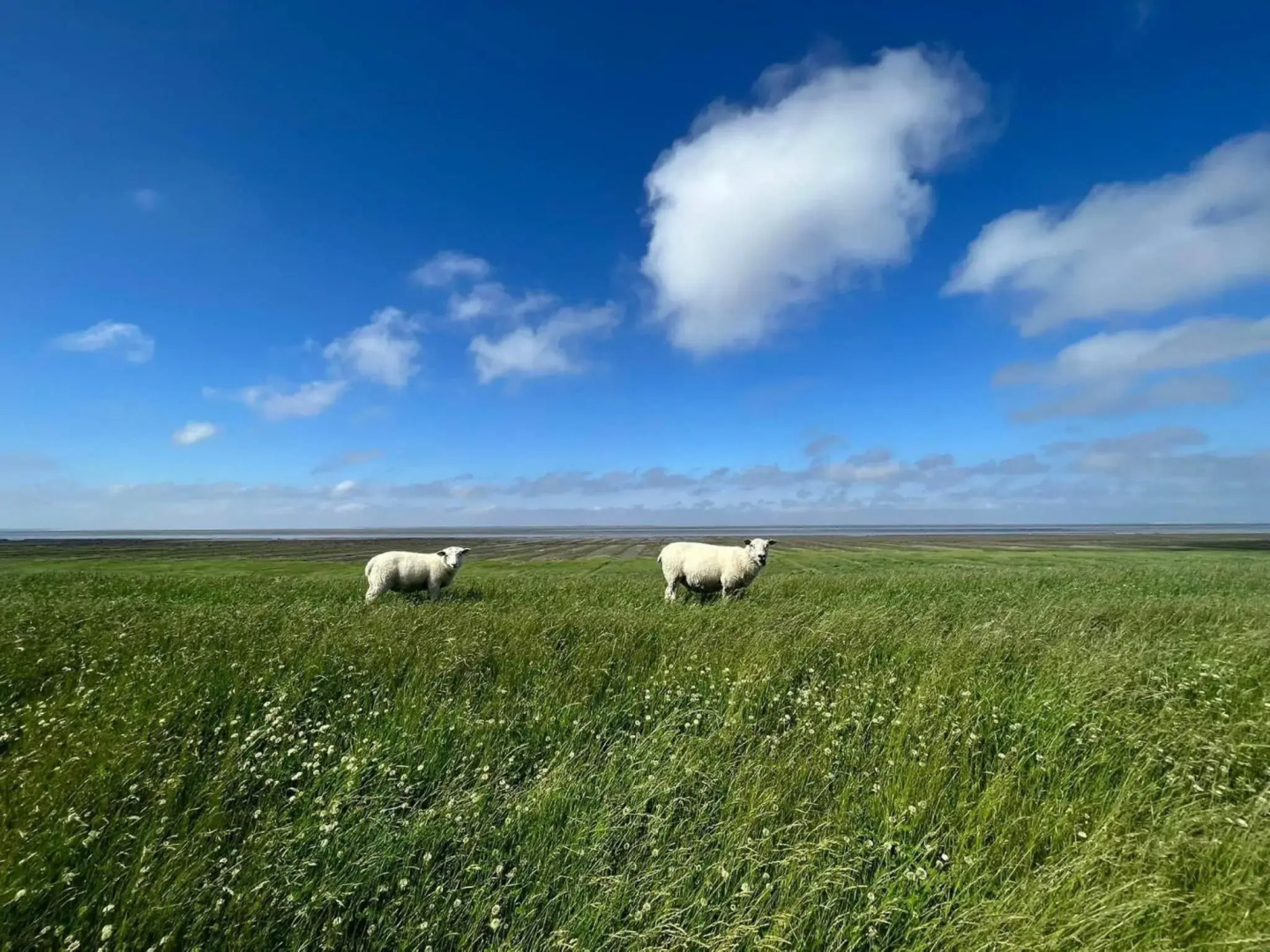 Pension Blaue Nordseewelle