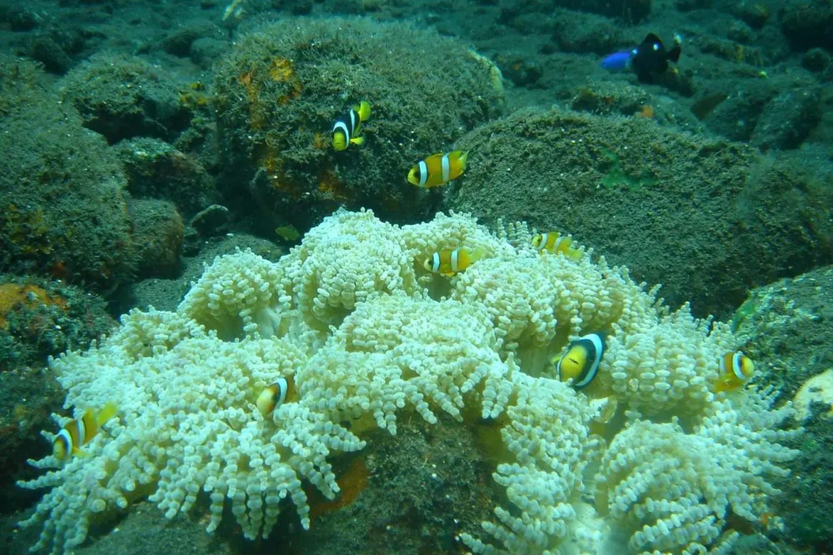 Warung Ombak Homestay