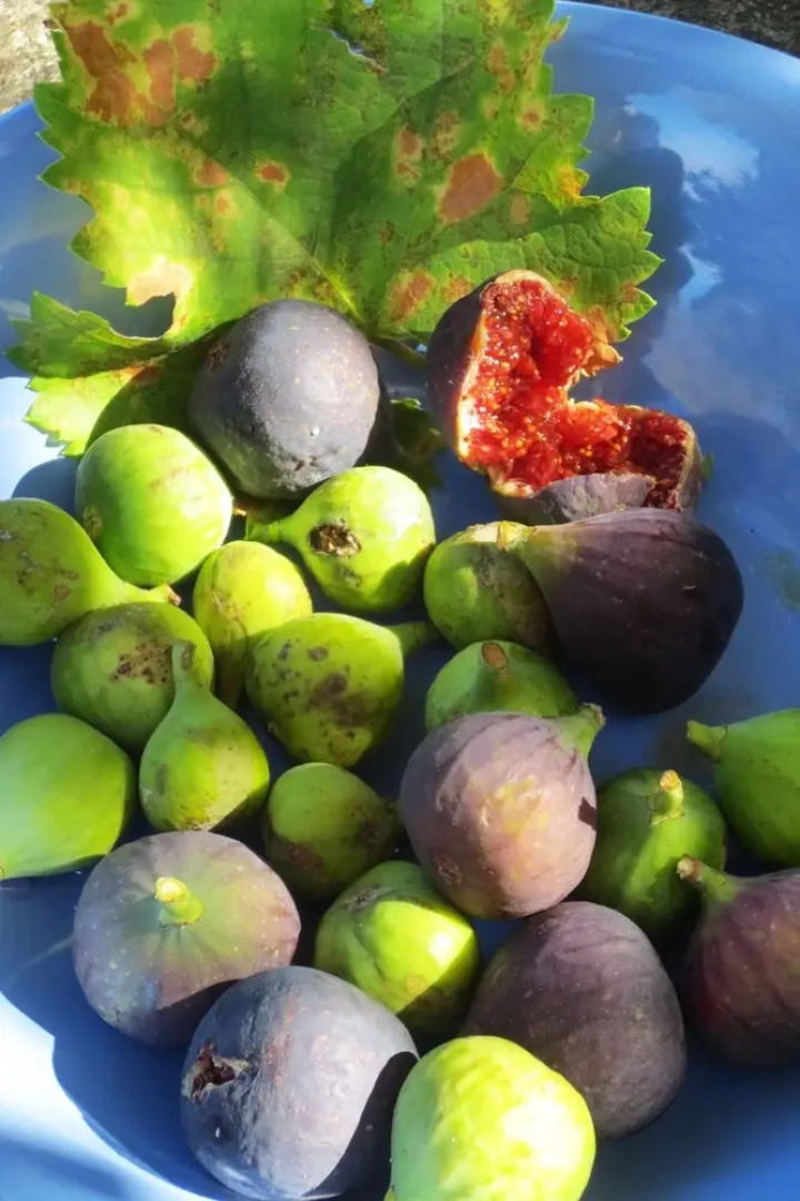 House With 4 Bedrooms in Allemagne en Provence, With Furnished Garden