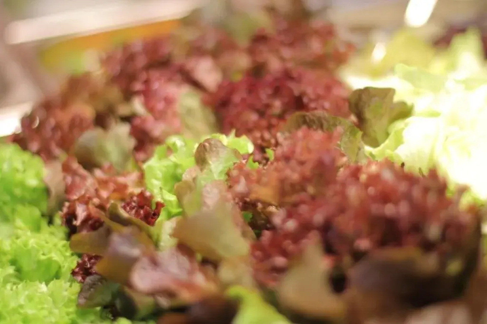 Hotel-Restaurant Bike&Snow Lederer