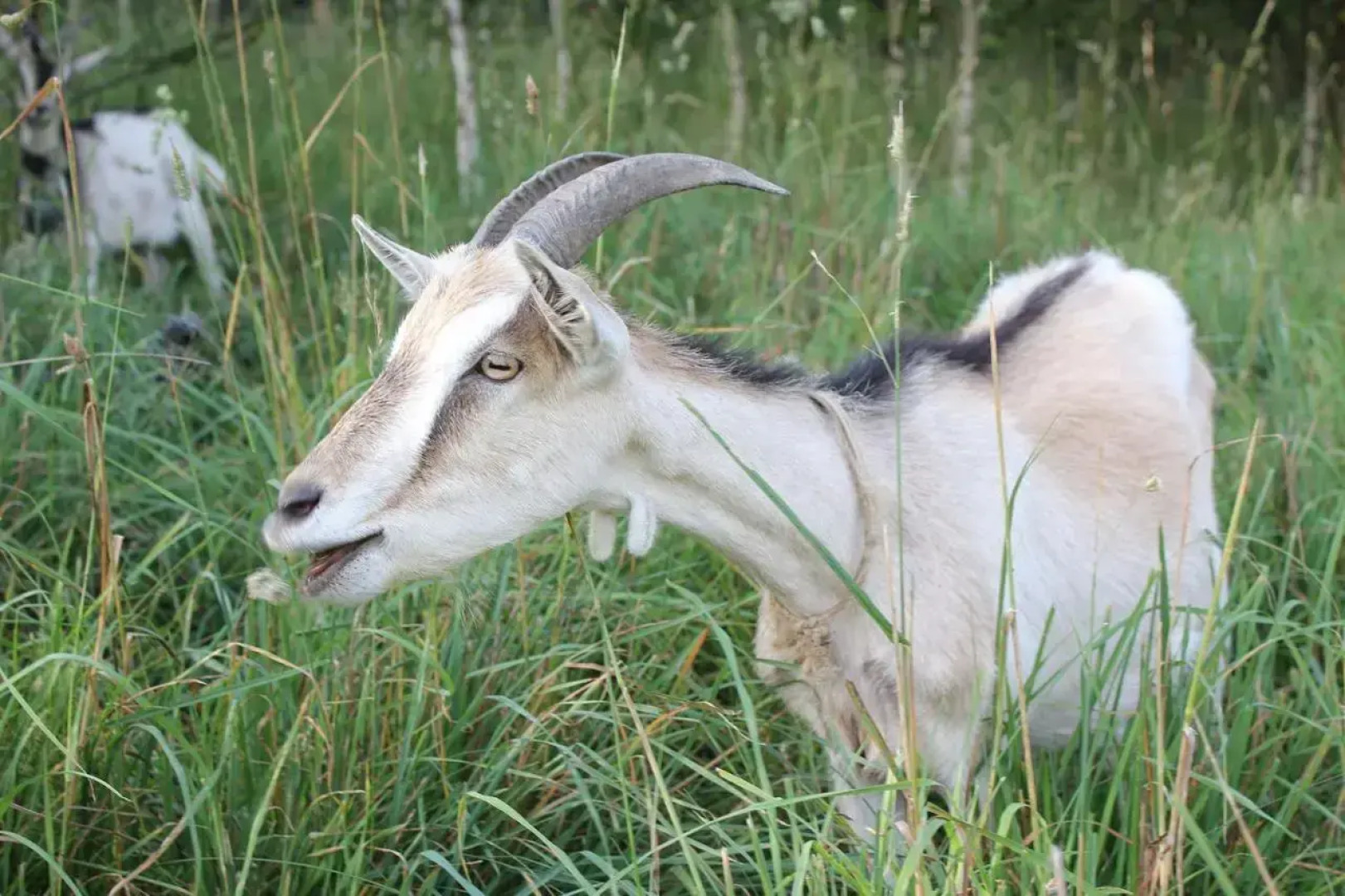 Słoneczna Zagroda - Sunny Ridge Farm