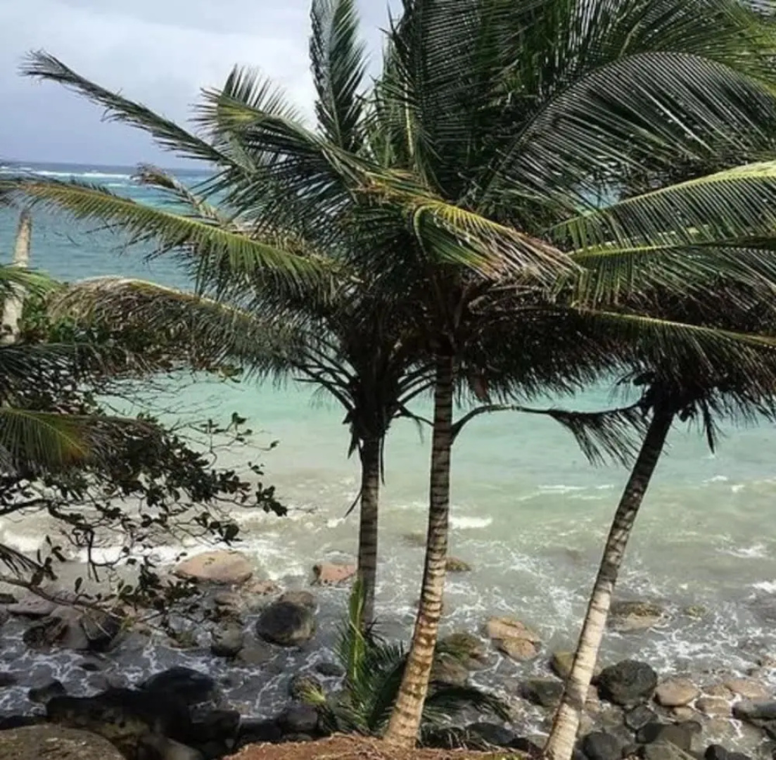 Las Palmeras Hotel