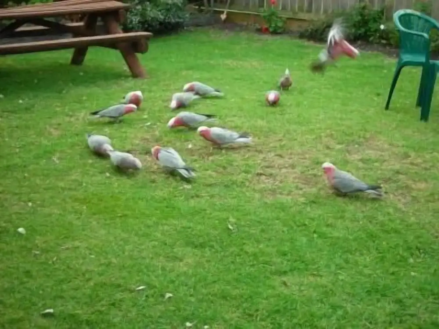 Apollo Bay Backpackers