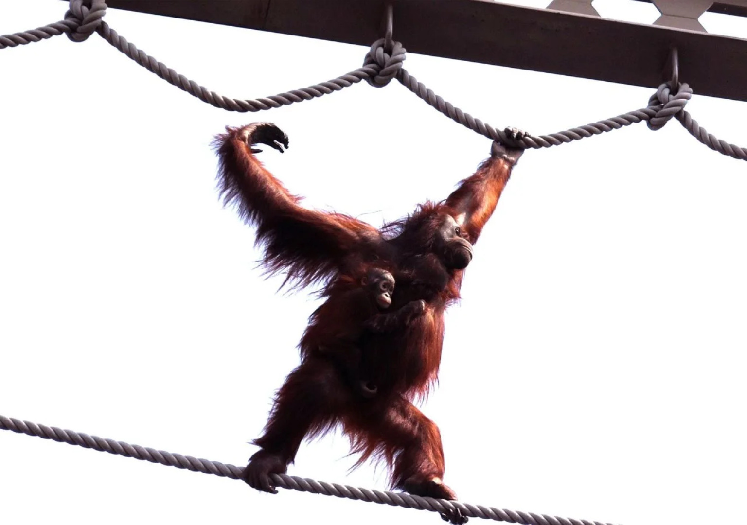 Trend Hotel Asahikawa