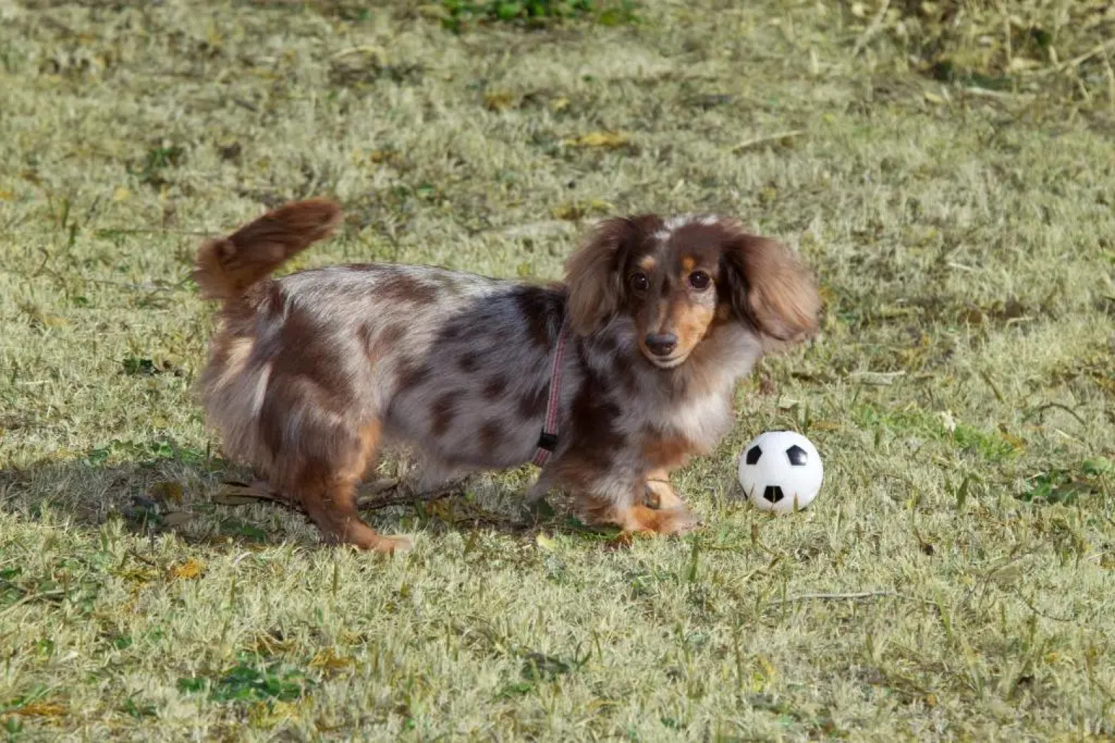 Izu Ippeki lake lakeside terrace