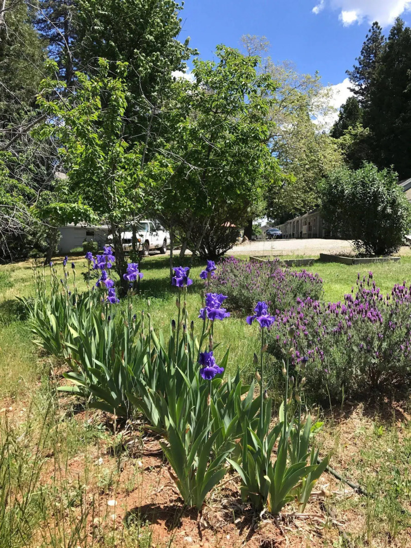 The Pines Inn and Cottages