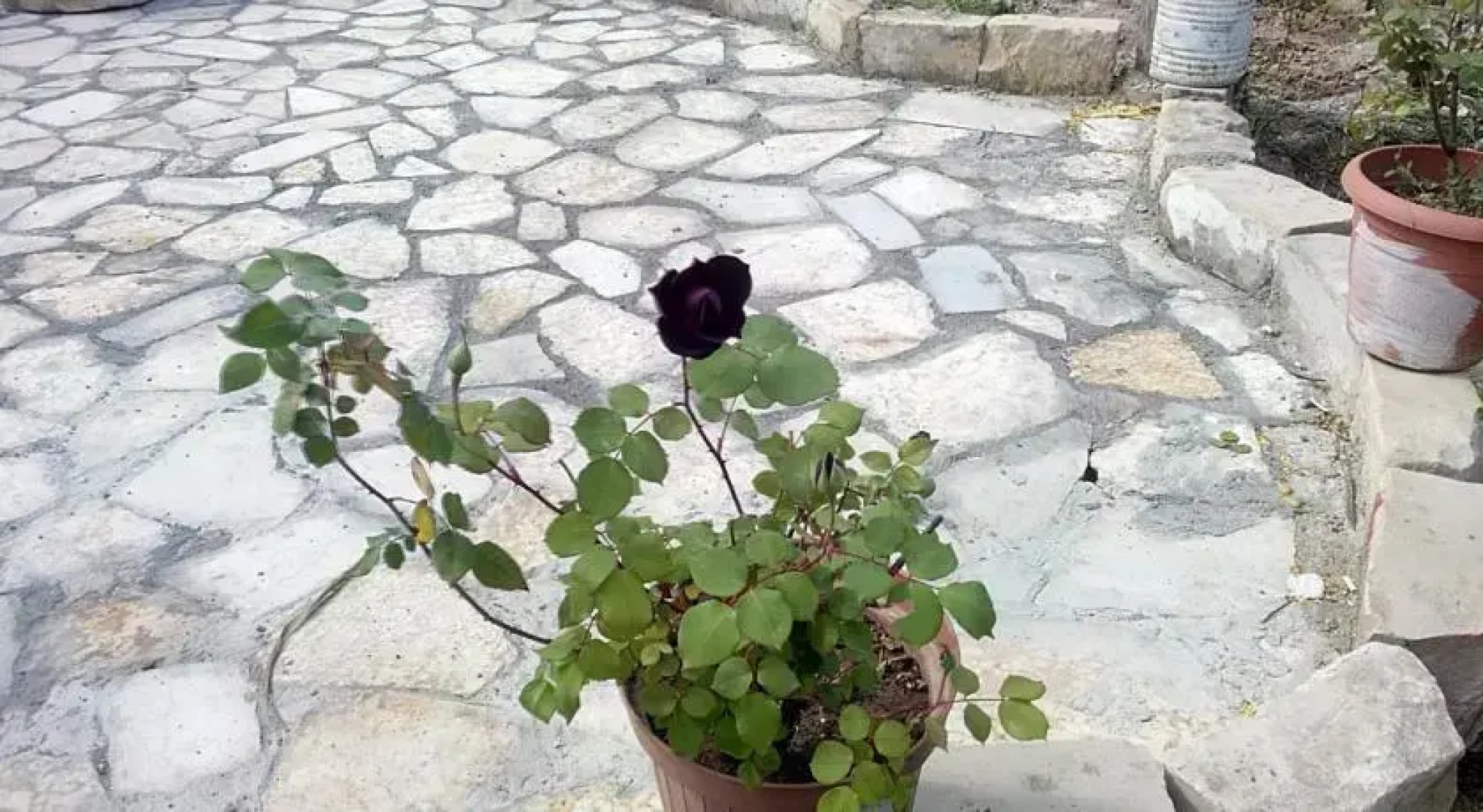 Homestay Halfeti Fırat Pansiyon