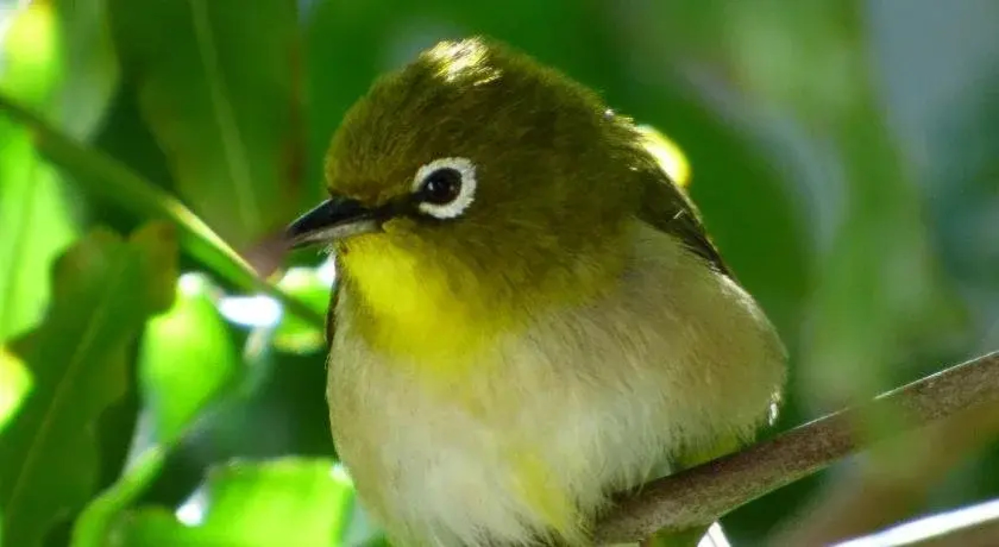 Upcountry Volcano Village Mountain Cottage