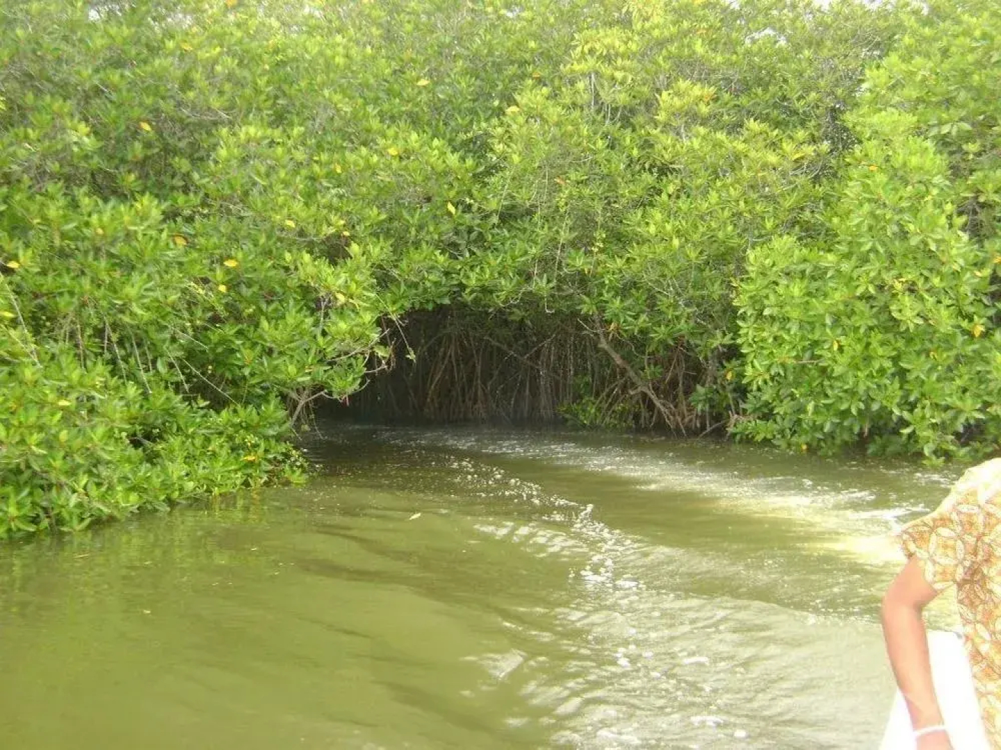 Maduganga Villa Amazing Island Resort