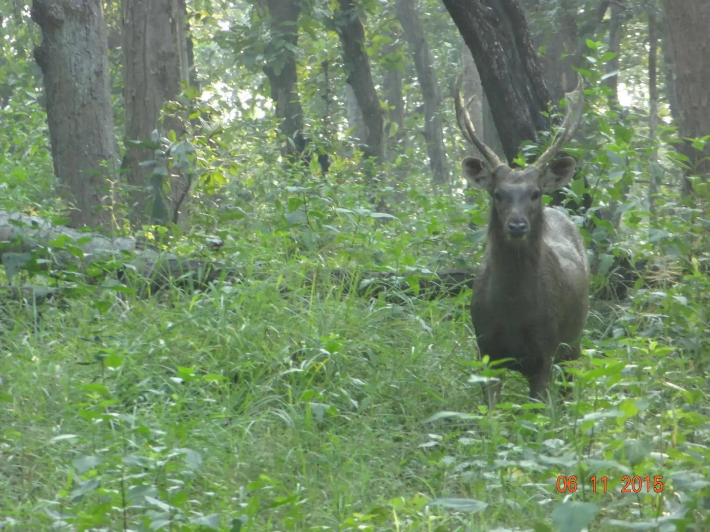 Windsor Tiger Resort