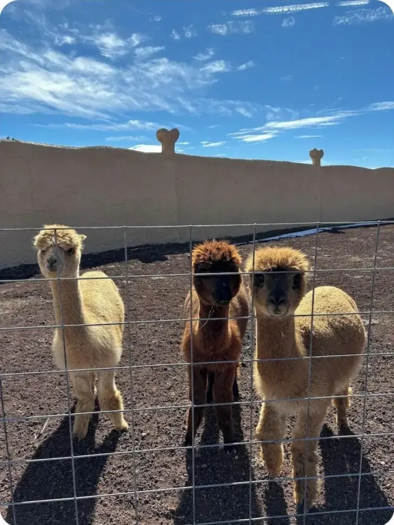 Raptor Ranch Glamping
