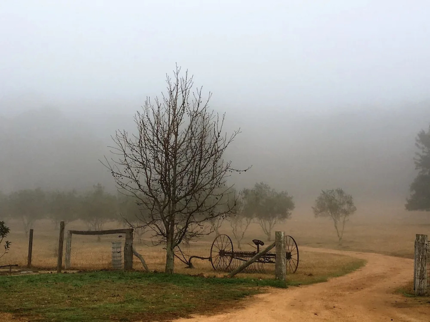 Bunnyconnellen Olive Grove And Vineyard