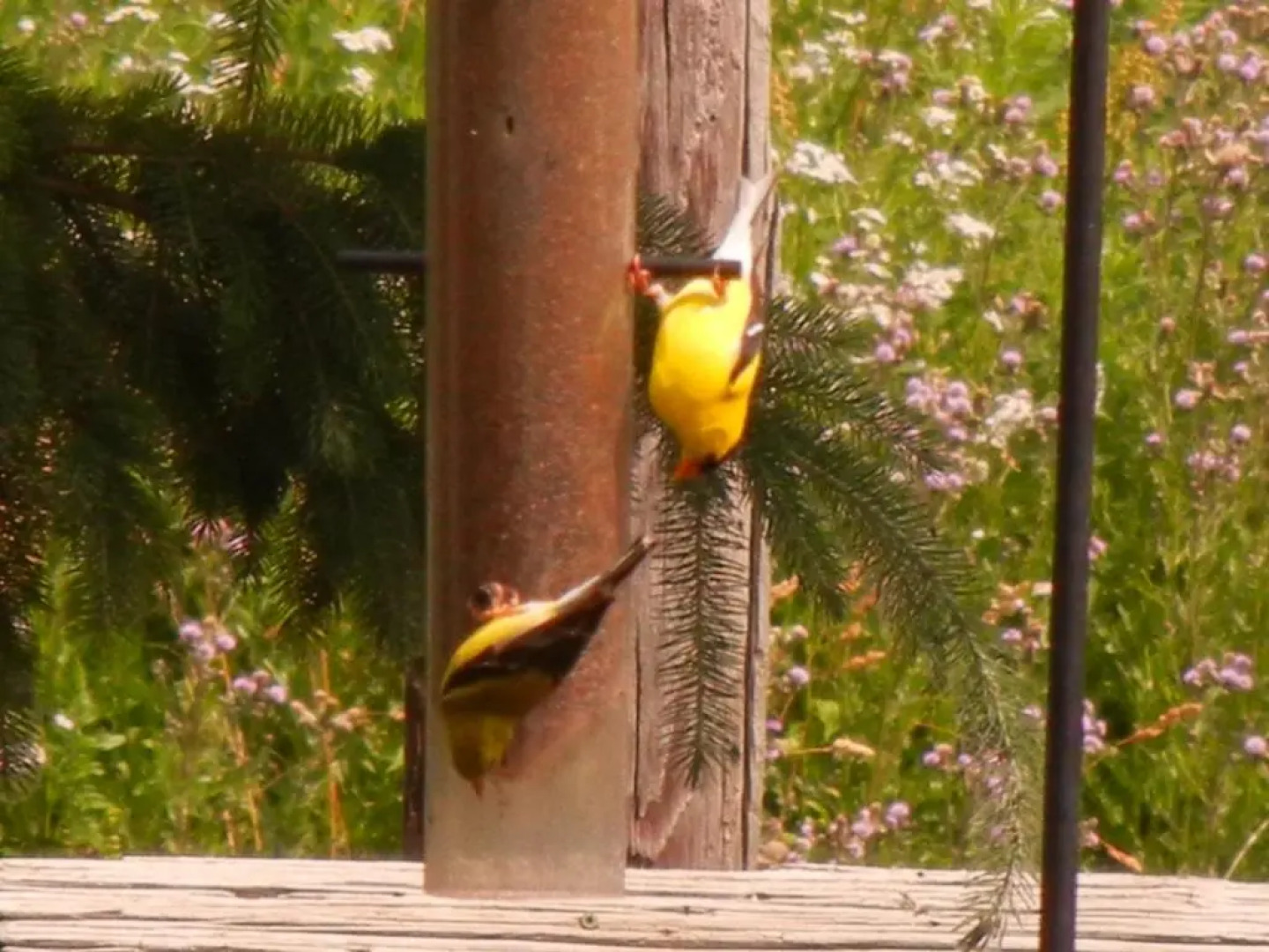 Duck Pond Bed & Breakfast Cottage